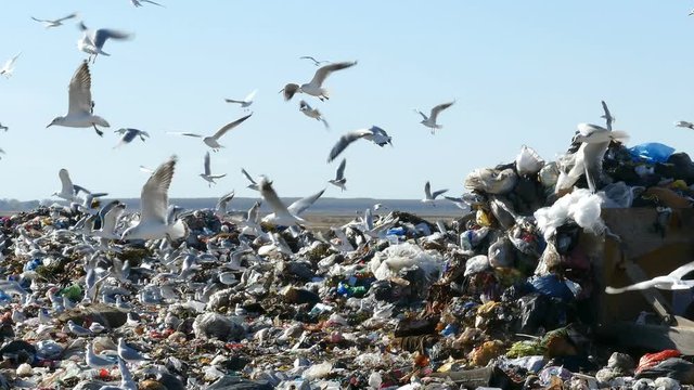 Garbage dump pollution and flock of gulls, lots of plastic bags, bulldozer at work, environmental pollution landfill near the city