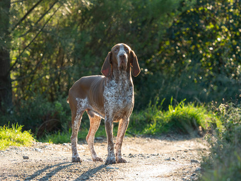 bracco italiano (italian pointer) famous gun dog