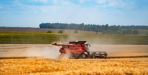 Fototapeta premium Combine harvester in action on the field. Combine harvester. Harvesting machine for harvesting a wheat field.