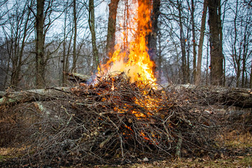 Cleaning up backyard from trash wood and leafs
