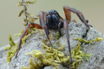 Dysdera sp