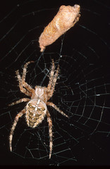 Gartenkreuzspinne Araneus diadematus
