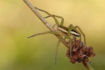 Gerandete Jagdspinne Dolomedes fimbriatus