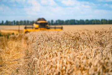 Combine harvester in action on wheat field. Harvesting is the process of gathering a ripe crop from the fields.