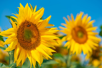 yellow sunflowers against the blue sky
