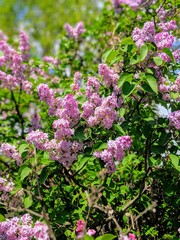 Lilacs in the Garden