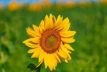 Beautiful sunflower in the field natural background