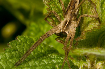 Raubspinne Pisaura mirabilis