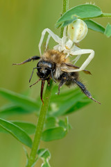 Veränderliche Krabbenspinne Misumena vatia