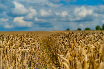 Gold wheat field and blue sky. Agriculture harvest concept