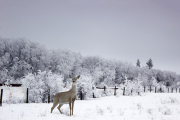 Winter scene of a white tail female deer standing in the winter snow