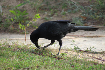 The great-tailed grackle or Mexican grackle ( Quiscalus mexicanus)