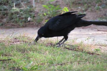 The great-tailed grackle or Mexican grackle ( Quiscalus mexicanus)