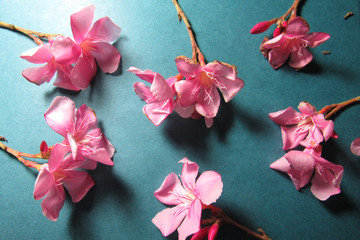 Fototapeta na wymiar pink flowers on a blue background