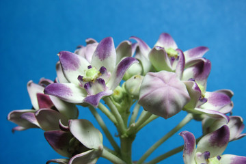 Close up of a pretty white and purple flower surrounded by others against a blue background.