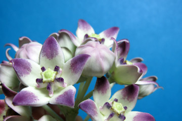 Close up of a pretty white and purple flower surrounded by others against a blue background.