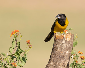 Audubon's Oriole, Rio Grande Valley, Texas