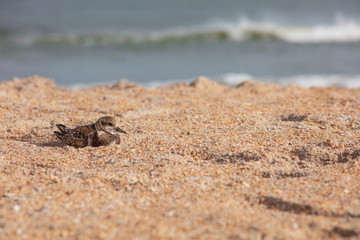 Lone Rubby Turnstone Bird