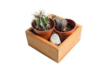 houseplant green cactus in brown pots and a yellow wooden box isolated on white background