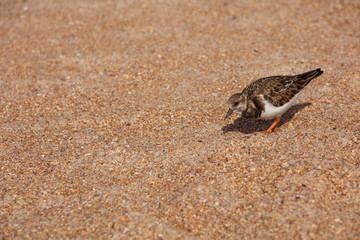 Lone Rubby Turnstone Bird