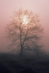 Plakat Baum im Nebel