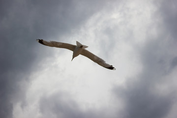 Beautiful dark blue clouds bird flying in cloudy sky - background