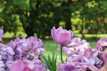 Tulipani