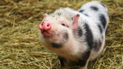 Piebald mini pig of the Vietnamese breed on hay background. Animal and agriculture concepts.
