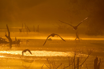 Gänse im Morgenlicht © Dirk