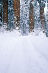 Winter Road in Sequoia National Park, California