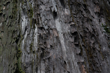 Corteza de Alerce en parque nacional Alerce andino