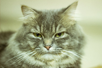 A portrait of a pet cat face with whiskers