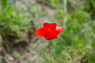 Background of poppies surrounded by green .