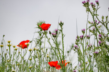 Poppies with white background .