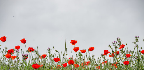 Fototapeta premium Poppies with white background .