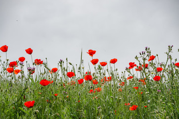 Poppies with white background .