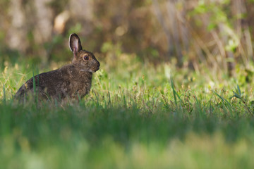 A snow shoe hare foraging in long grass
