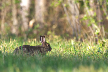 Obraz premium A snow shoe hare foraging in long grass