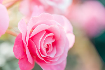 Isolated Fresh Rose, close up;