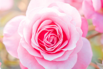 Isolated Fresh Rose, close up;