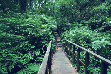 Rainforest in Doi Inthanon National Park , Thailand