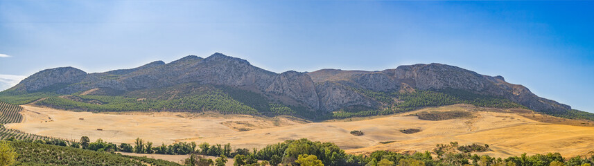 A summer mountain landscape with a grove of young olive trees. Spain, Andalusia.