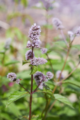 Fresh mint blossoms outdoors, mint flowers close up