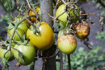 omato plant has got ill with Phytophthora (Phytophthora Infestans). Tomatoes has got sick by late blight, agriculture