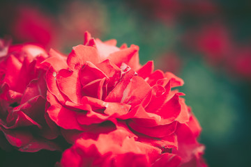 Rose, background; close up; vintage style