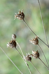 Dry wild flowers on the autumn meadow