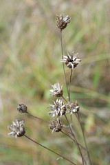 Dry wild flowers on the autumn meadow