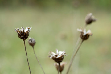 Dry wild flowers on the autumn meadow