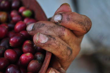 Coffee picking hands in the mountains of Colombia