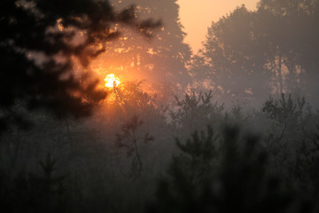 Sonnenaufgang im Moor